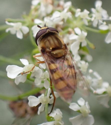 Eupeodes corollae